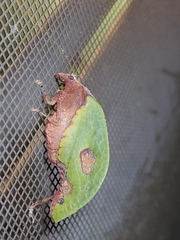 Pycnopalpa bicordata