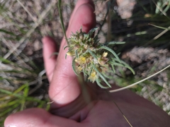 Ipomopsis spicata spicata