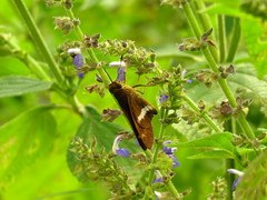 Eudaminae