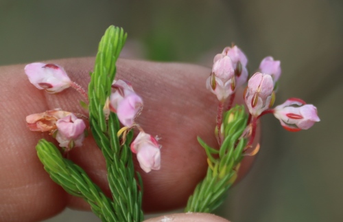 Image of Erica cubica by (c) Tony Rebelo, some rights reserved (CC BY-SA)