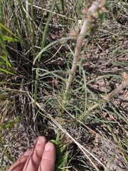 Ipomopsis spicata spicata