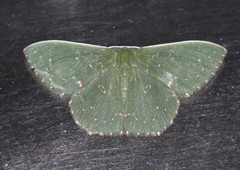 Prasinocyma iosticta