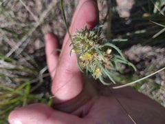 Ipomopsis spicata spicata