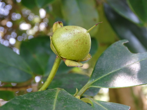 Image of Ternstroemia tepezapote by (c) Alexis López Hernández, some rights reserved (CC BY)