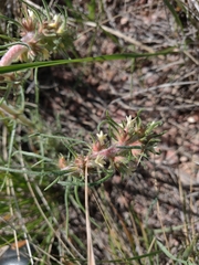 Ipomopsis spicata spicata