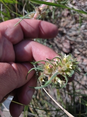 Ipomopsis spicata spicata