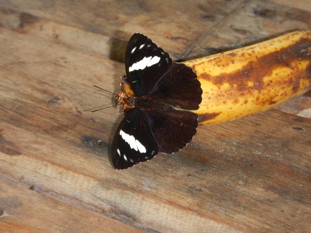 Euthaliopsis