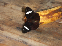 Euthaliopsis aetion