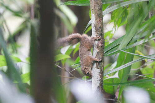 Slender Squirrel