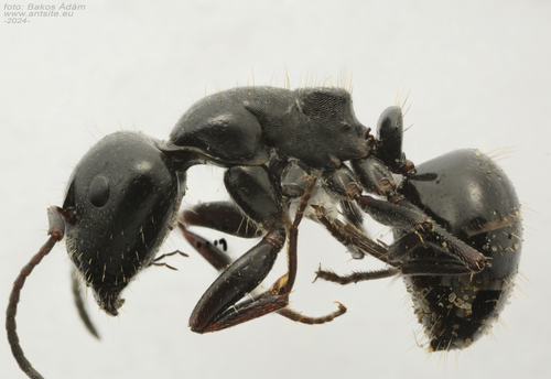 Camponotus atricolorCamponotus atricolor