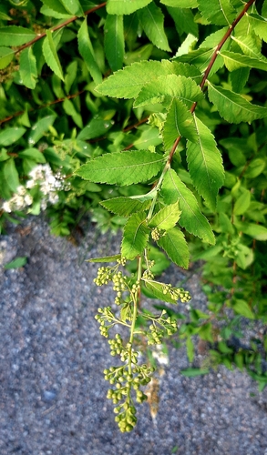 Наблюдение на iNaturalist