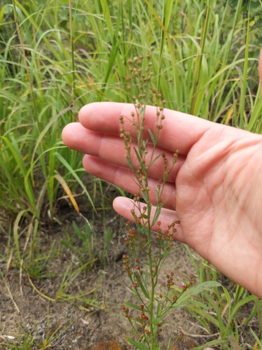 Image of Lechea intermedia by (c) Erica Barkley, some rights reserved (CC BY)