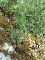 Silene longicilia
