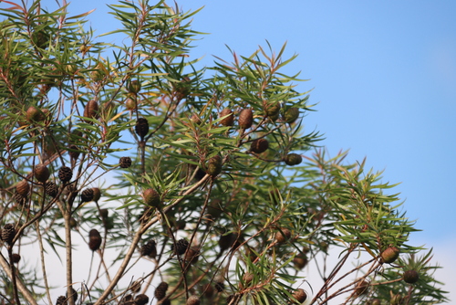 Pondo Conebush (Leucadendron pondoense)