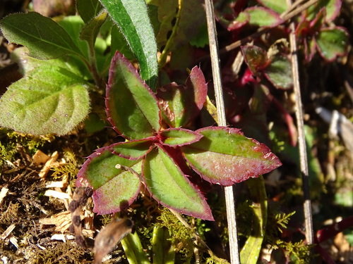 Arthrostemma parvifolium, photograph 3