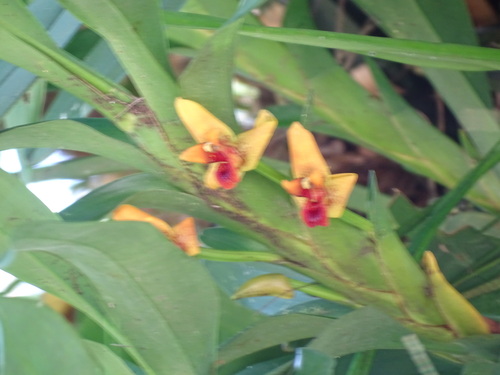 Image of Maxillaria elatior by (c) Alexis López Hernández, some rights reserved (CC BY)