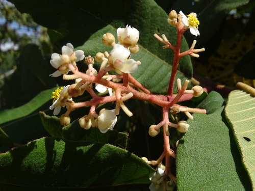 Saurauia madrensis, photograph 3