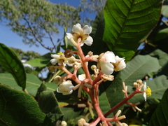 Saurauia madrensis, photograph (c) Alexis López Hernández, some rights reserved (CC BY)