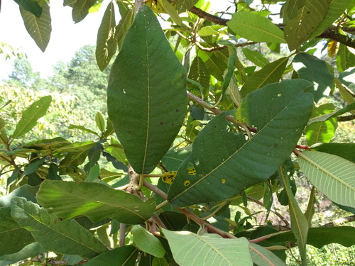 Saurauia madrensis, photograph 5