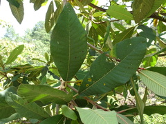 Saurauia madrensis, photograph (c) Alexis López Hernández, some rights reserved (CC BY)