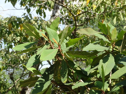 Saurauia madrensis, photograph 4