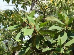Saurauia madrensis, photograph (c) Alexis López Hernández, some rights reserved (CC BY)