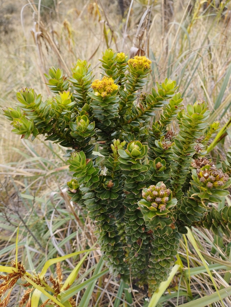 Monticalia stuebelii