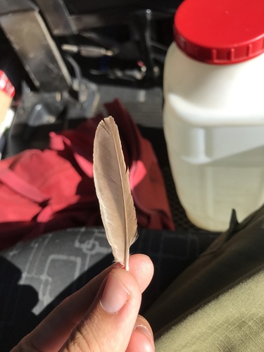 Plume de Cochevis huppé