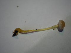 Mycena subviscosa