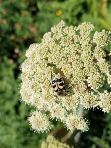 Eurasian Bee Beetle