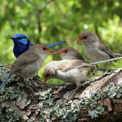 Splendid Fairywren photo 2