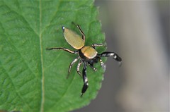 Sassacus barbipes