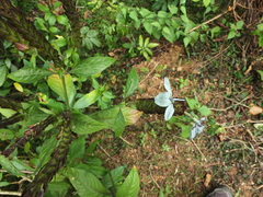 Ecbolium ligustrinum