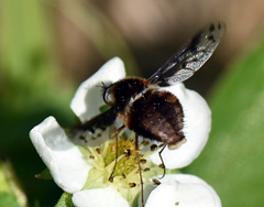 Bombylius pygmaeus