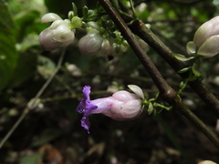 Strobilanthes heyneana