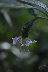 Strobilanthes ciliata