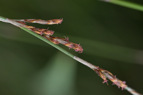 Apodasmia similis (Apodasmia similis)