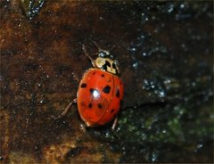 Harmonia axyridis