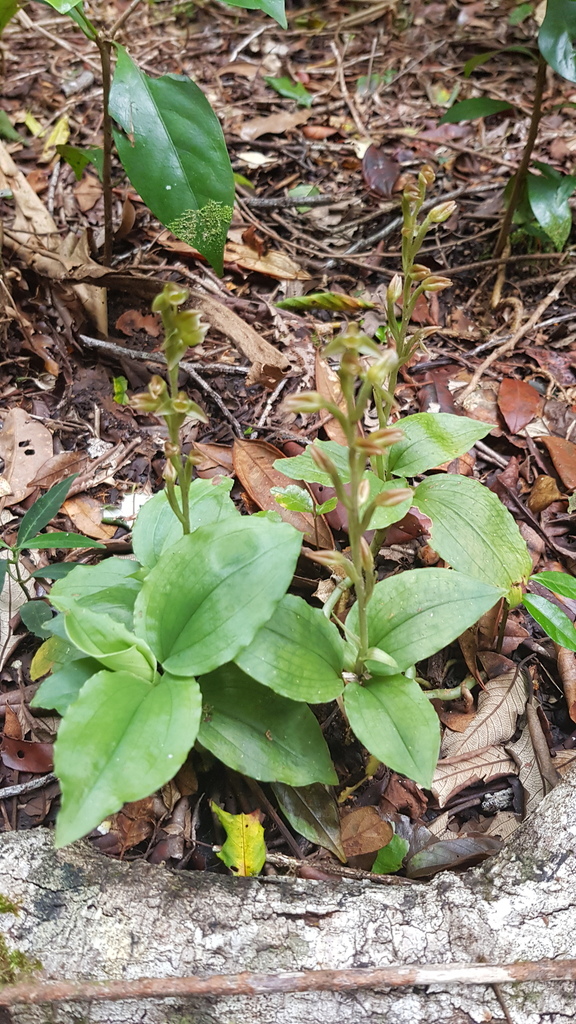 Goodyera umbrosa