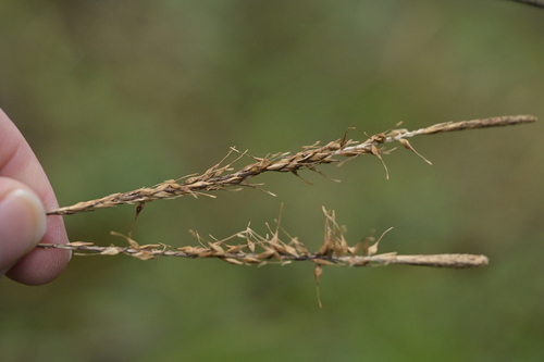 Image of Carex uncinata by (c) Christopher Stephens, some rights reserved (CC BY-SA)
