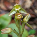 Native Jade Orchid - Photo (c) Justin McMahon, some rights reserved (CC BY-NC), uploaded by Justin McMahon