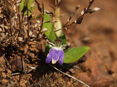 Cynarospermum asperrimum