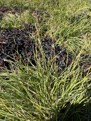 Weak-cluster Sedge (Carex glareosa)