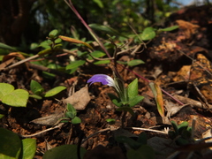 Cynarospermum asperrimum