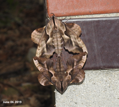 Phyllosphingia dissimilis
