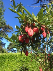 Crinodendron hookerianum