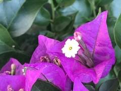 Bougainvillea