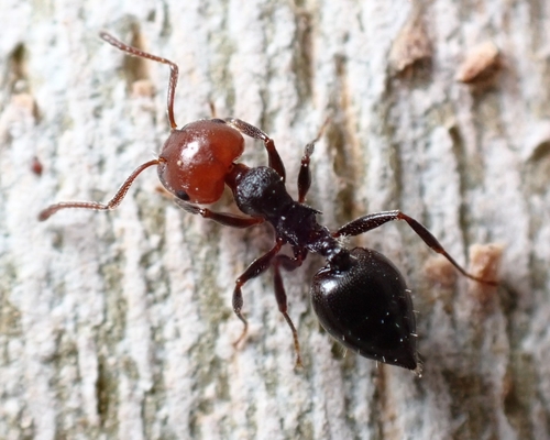 Mediterranean Acrobat Ant