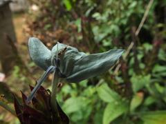 Ecbolium ligustrinum