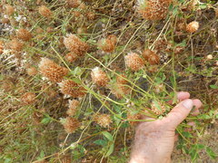 Trifolium vesiculosum